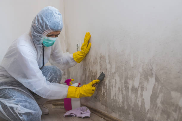 Best Toxic Mold Removal  in Tatum, TX