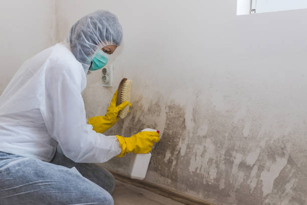 Office Mold Removal Services in Tatum, TX