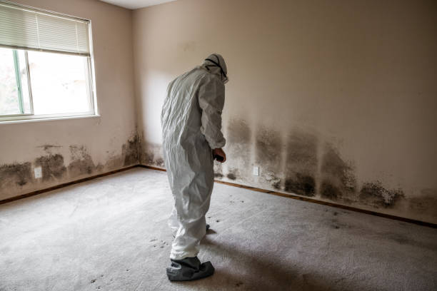 Best Commercial Mold Removal  in Tatum, TX