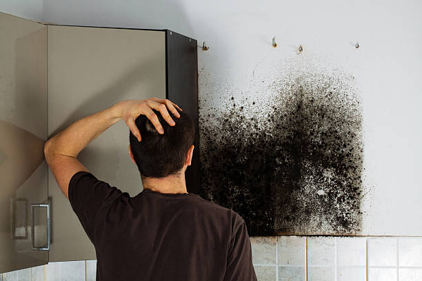 Best Office Mold Removal Services  in Tatum, TX