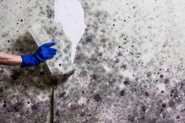 Best Emergency Mold Removal  in Tatum, TX
